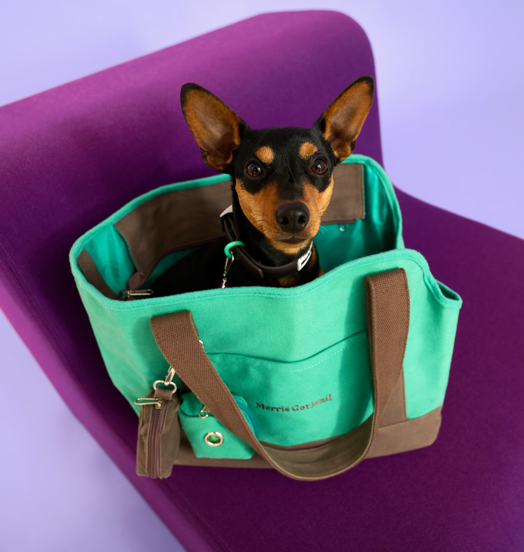Explore benefits of firm-base carriers for dog comfort during travels. Choose 'Places to Go' tote—durable, safe, comfy, and stylish.