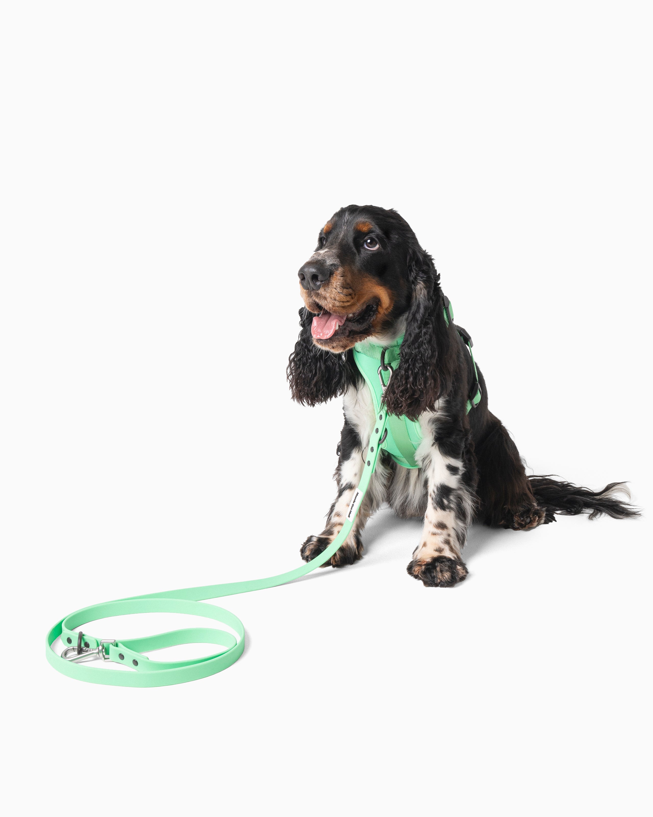 Spearmint Green Color Block Waterproof Daily Dog Leash