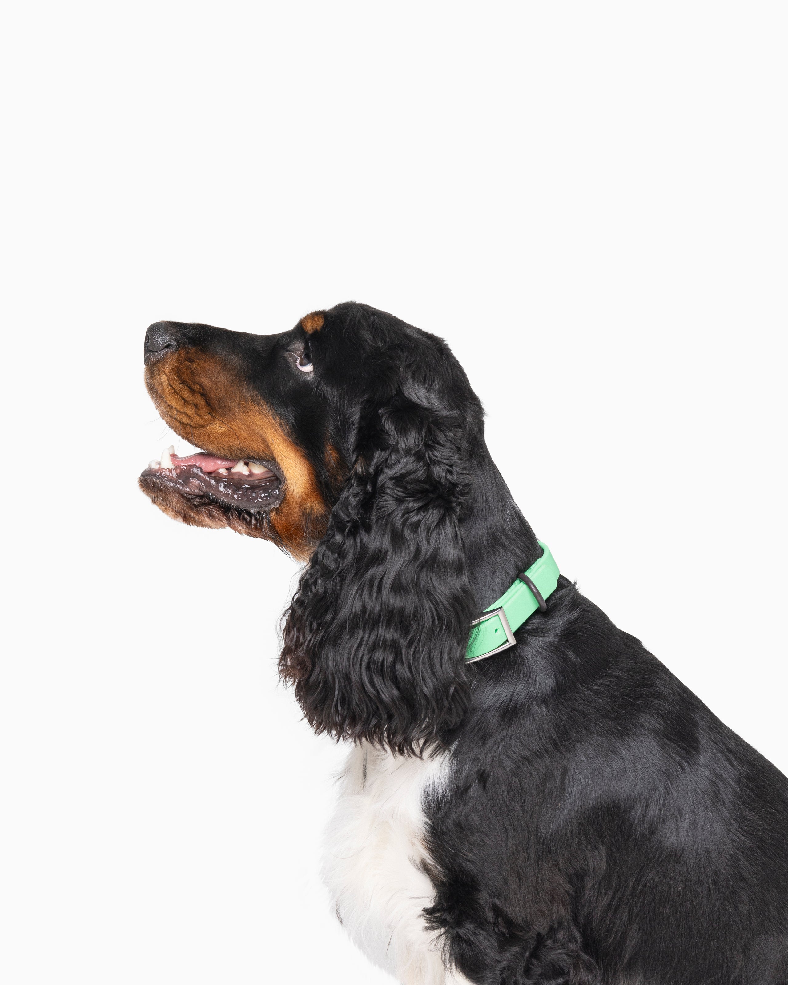 Spearmint Green Color Block Waterproof Daily Dog Collar