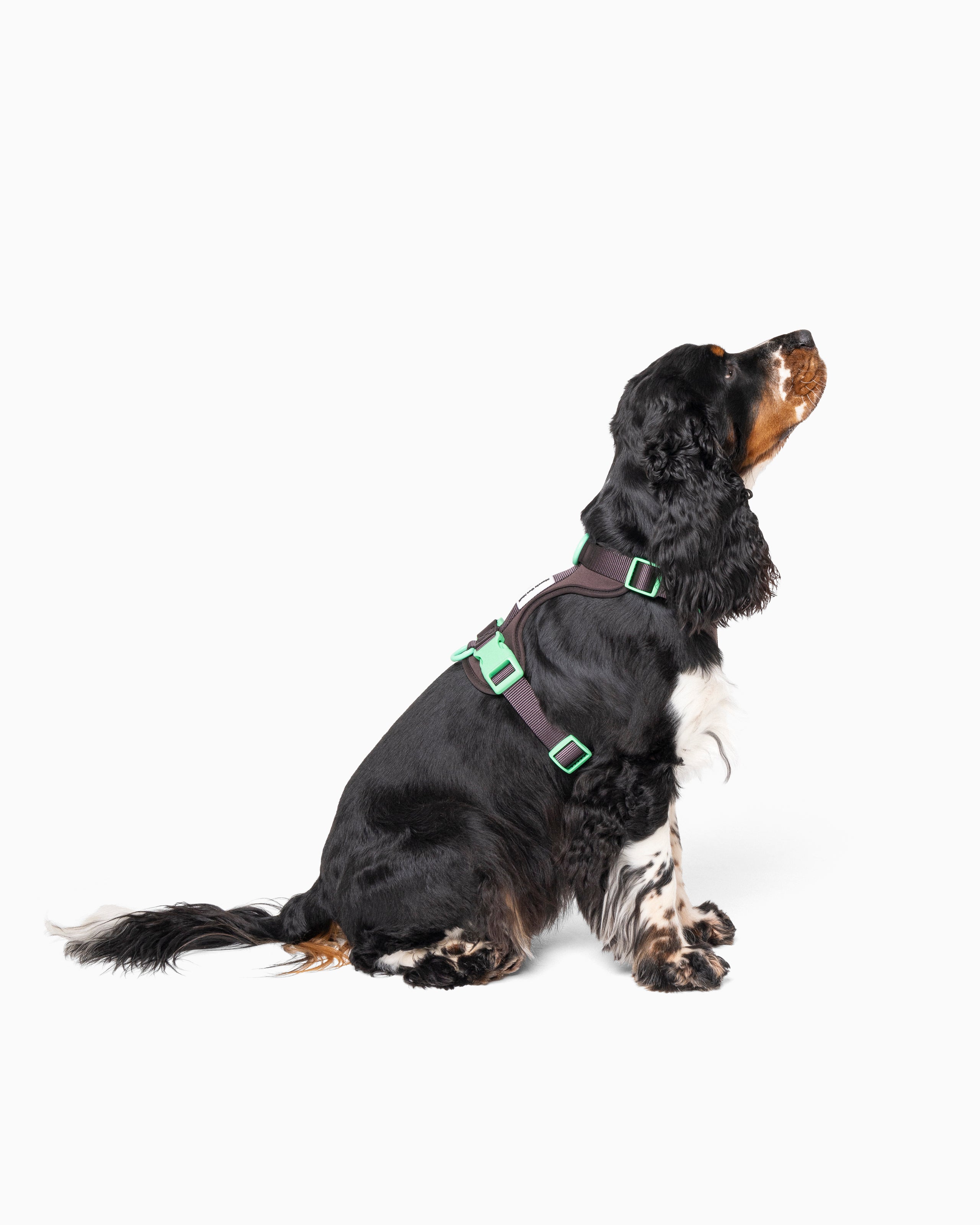 Extra Dark Brown Color Block Flexible Dog Harness