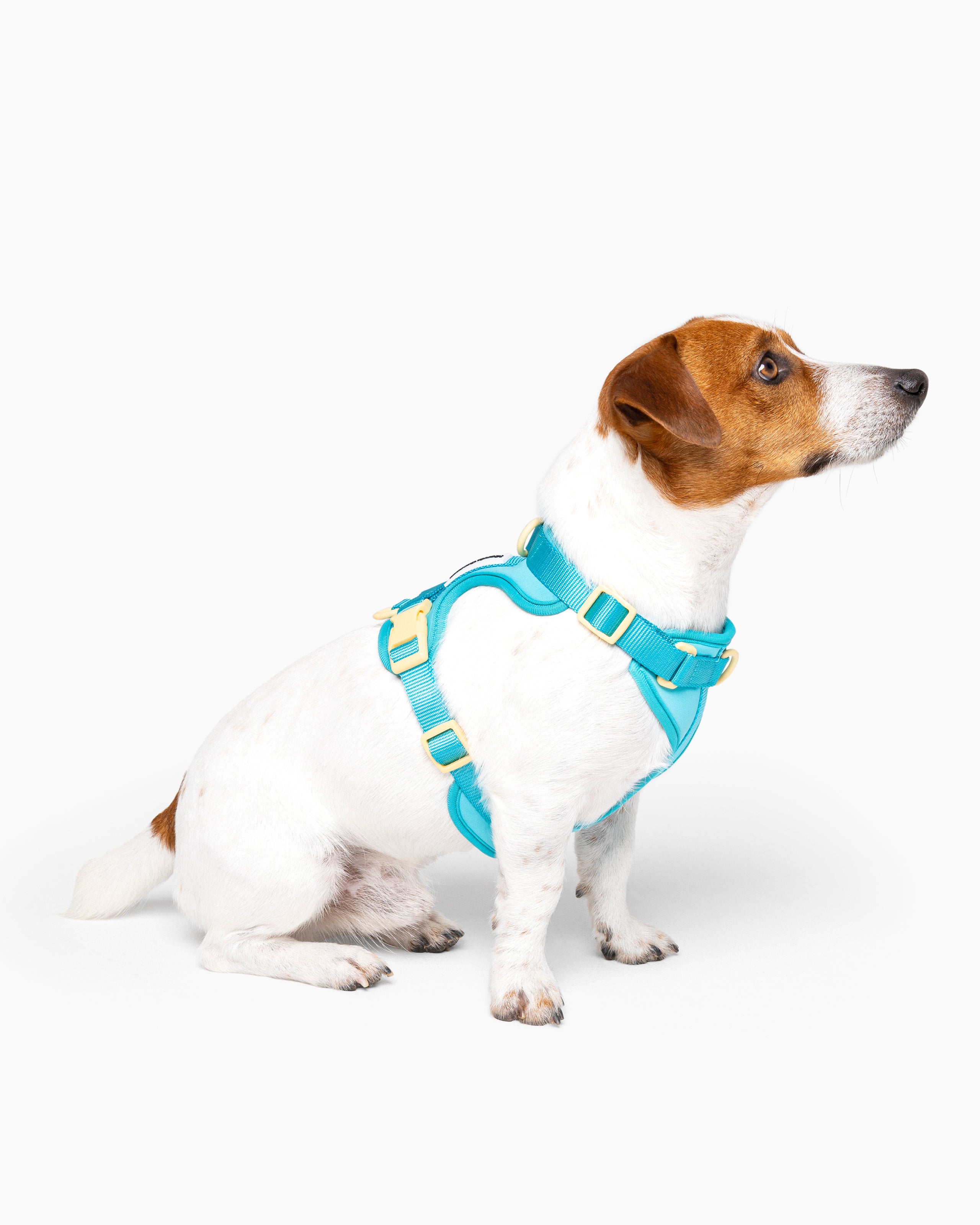 Cyan Blue Color Block Flexible Dog Harness